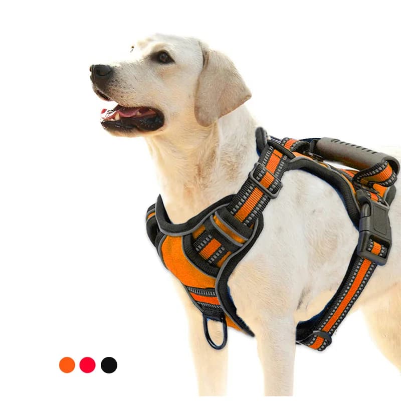 How to Stop Your Dog Pulling on the Lead (Step by Step)